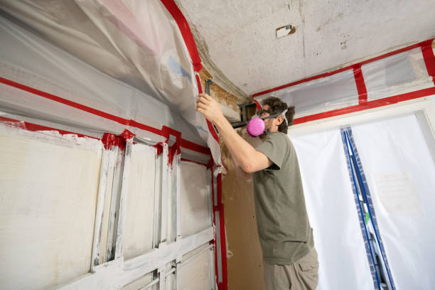 Trusted Paragould, AR Mold Inspection, Removal & Remediation Experts